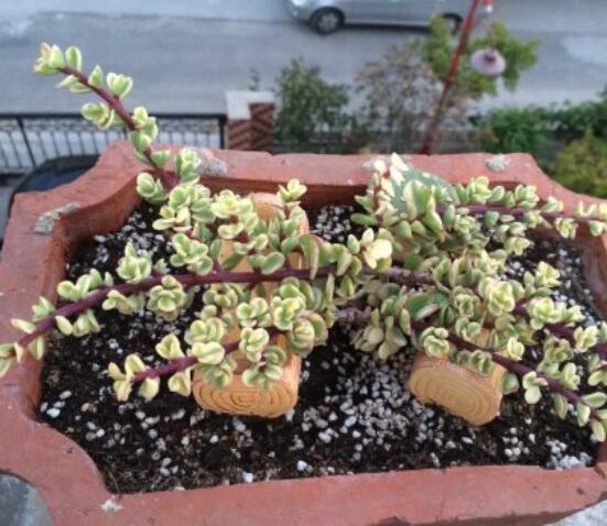 雅樂之舞的扦插技巧，老農(nóng)總結(jié)六個(gè)最簡易基本步驟