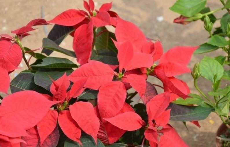 一品紅花放室內(nèi)對身體有害嗎，可以放在室內(nèi)但是不要碰到它的汁液