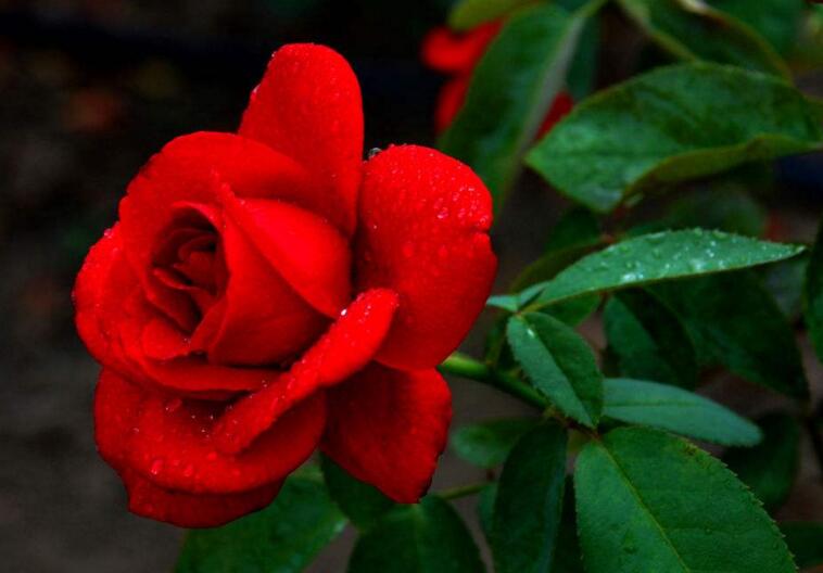 月季花如何壓條繁殖，要進(jìn)行環(huán)剝、培土等4個(gè)步驟才行