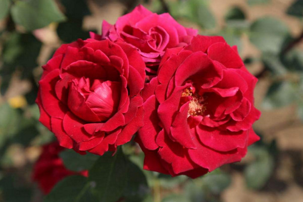 月季怎么扦插，保證插枝上面有1~2個芽點