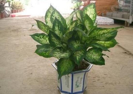 花葉萬年青有毒嗎，花葉萬年青能放室內(nèi)嗎