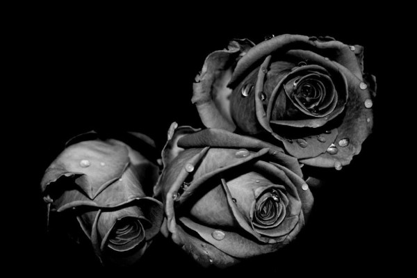 黑玫瑰花語是什么，神秘/地下情/惡魔/詛咒