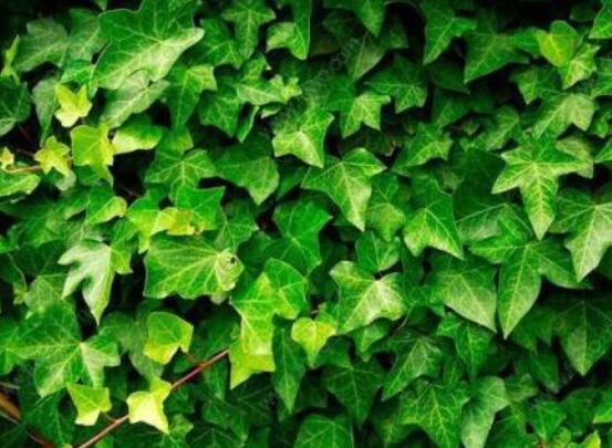 常春藤如何扦插，插蕙盆土剪刀花盆消毒液缺一不可