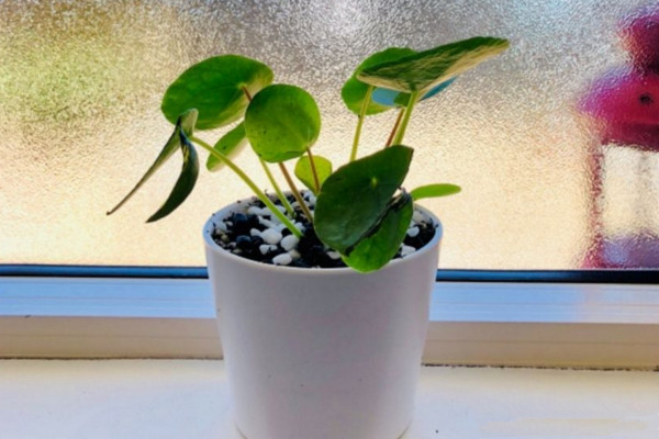 鏡面草能長多大，能長到35cm左右