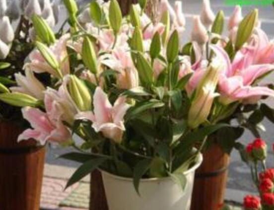 香水百合種植技術，土壤種球消毒/種入土深8-10厘米