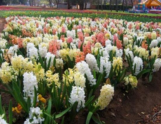 風(fēng)信子的功效及作用，緩解疲勞、提煉精油