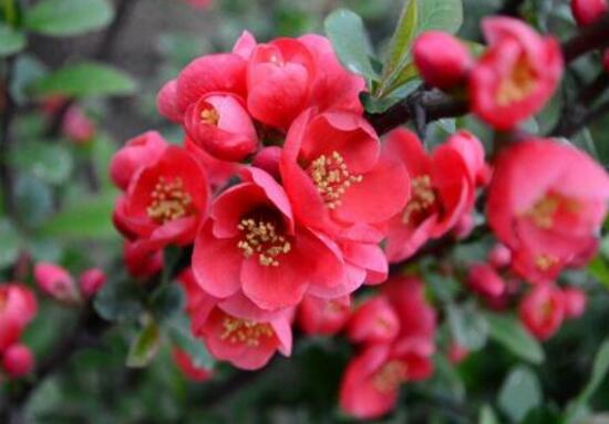海棠花怎么養(yǎng)，海棠花的養(yǎng)殖方法和注意事項(xiàng)