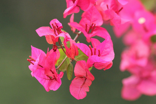 三角梅為什么不開花，光照不足溫度不適