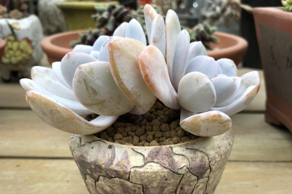 多肉植物雪蓮怎么養(yǎng)，5~25℃的環(huán)境內(nèi)都能存活