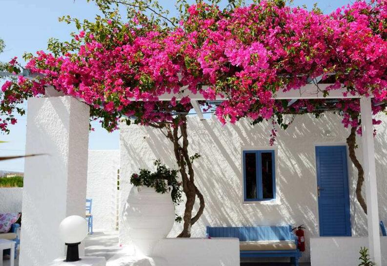 三角梅如何修剪，常見的3種修剪方法