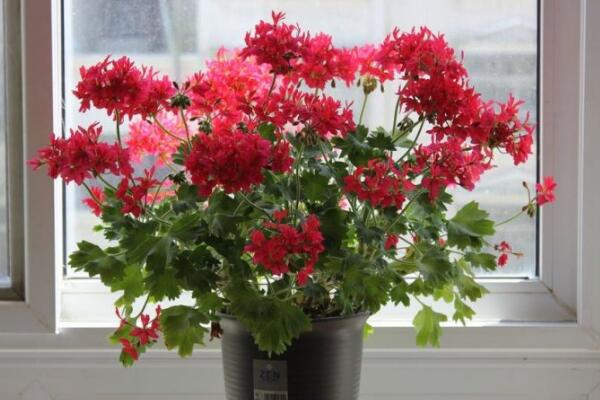 天竺葵的寓意是什么，熱情甜蜜、幸福溫暖