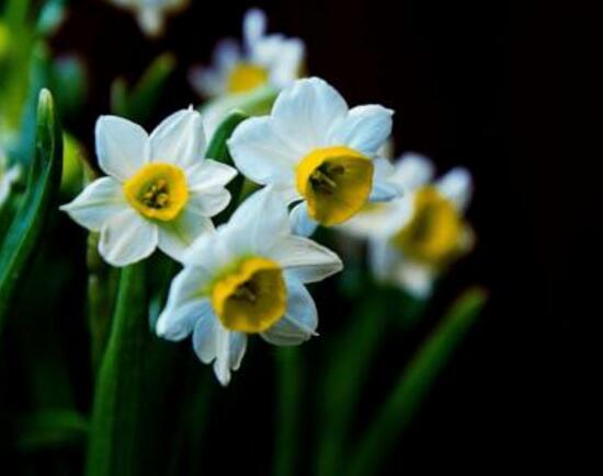水仙花的風(fēng)水作用，催財(cái)生旺、美化環(huán)境