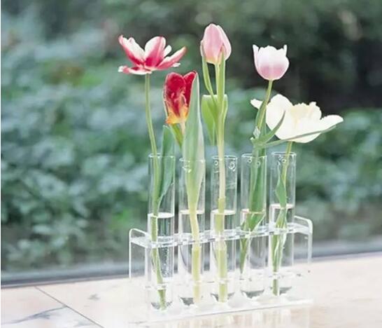 如何水培郁金香，3個簡單步驟輕松學(xué)會