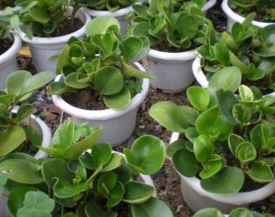 碧玉葉子發(fā)黃怎么辦，教你五步讓它重新恢復(fù)生機(jī)