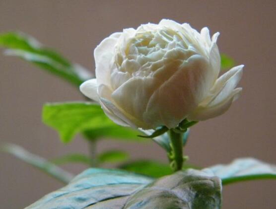 茉莉花怎么養(yǎng)，茉莉花養(yǎng)殖方法