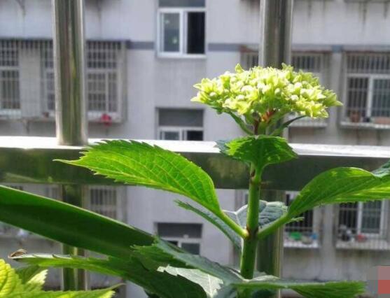 繡球花盆栽養(yǎng)殖方法全解，老農(nóng)教你八大養(yǎng)殖基本方法