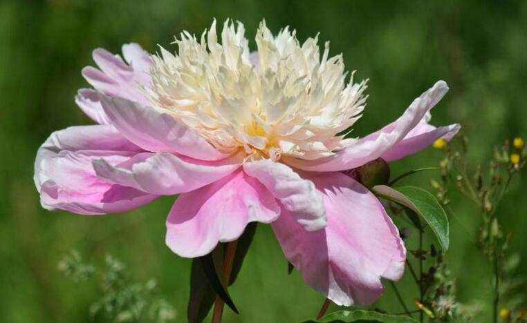 芍藥花的種植方法，這樣種植長出來的又好看又茂盛