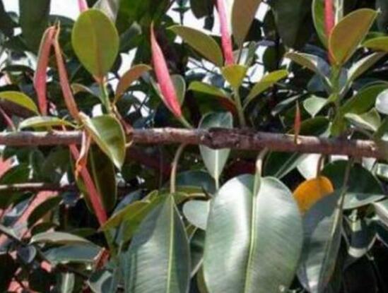 橡皮樹(shù)怎么換盆，教你四個(gè)簡(jiǎn)單易學(xué)的方法