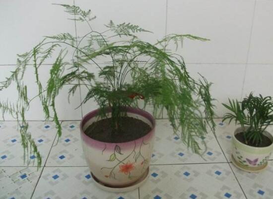 文竹花盆里有小白蟲子怎么辦，噴殺蟲劑清除害蟲