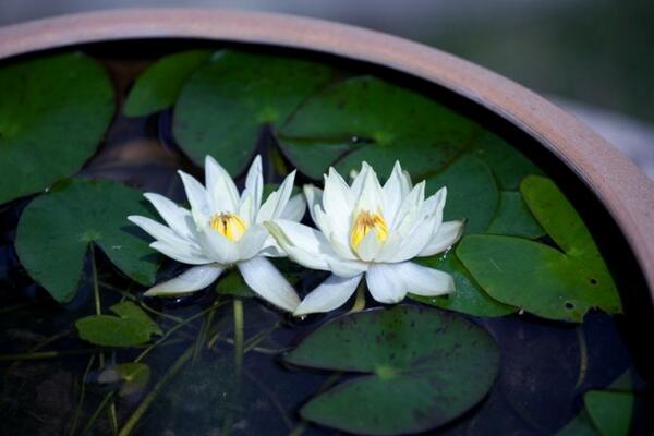 室內(nèi)養(yǎng)殖荷花方法，養(yǎng)好荷花需牢記以下5點(diǎn)