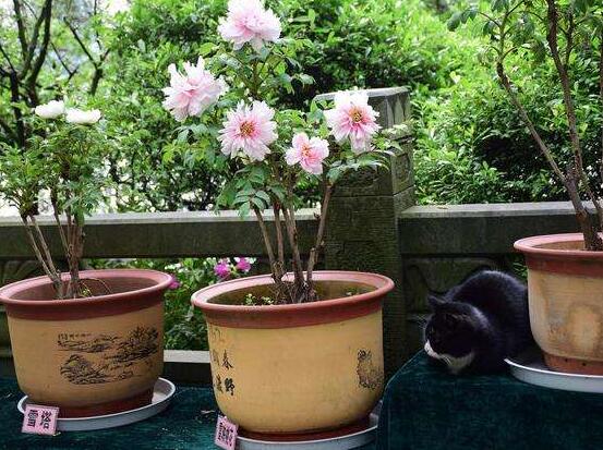 牡丹花種植方法，老農(nóng)歸納最全面的種植技巧(種植前后)