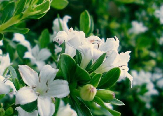 六月雪盆景怎么養(yǎng)，六月雪盆景養(yǎng)殖方法