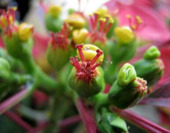 家中養(yǎng)一品紅有什么好處，家中有孕婦能養(yǎng)一品紅嗎