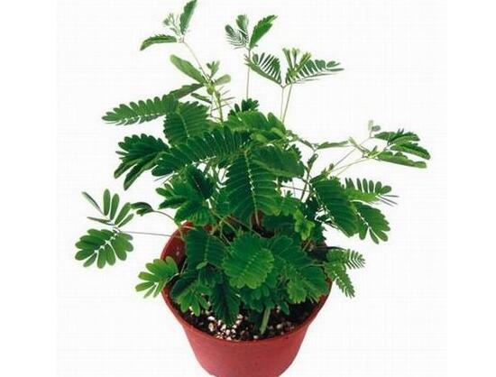 含羞草可以水培嗎，含羞草水培養(yǎng)殖方法