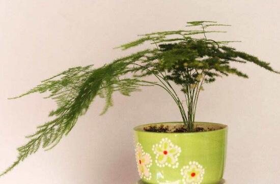 文竹花盆里有小白蟲子怎么辦，噴殺蟲劑清除害蟲