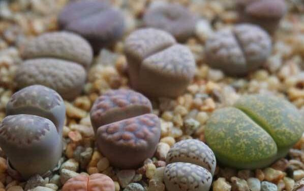 生石花用什么土最好，適宜的土壤配制