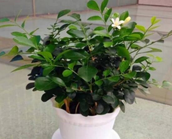 九里香怎么修剪，九里香的修剪圖解