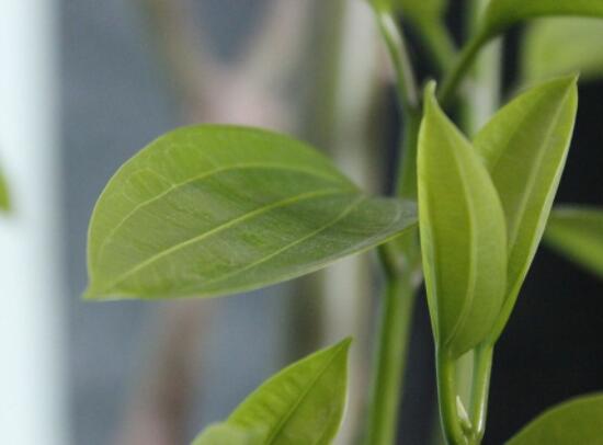 橡皮樹的葉插方法，擇基部下小嫩芽葉片/春秋季節(jié)扦插最佳