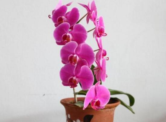 蝴蝶蘭怎么澆水，蝴蝶蘭澆水的正確方法