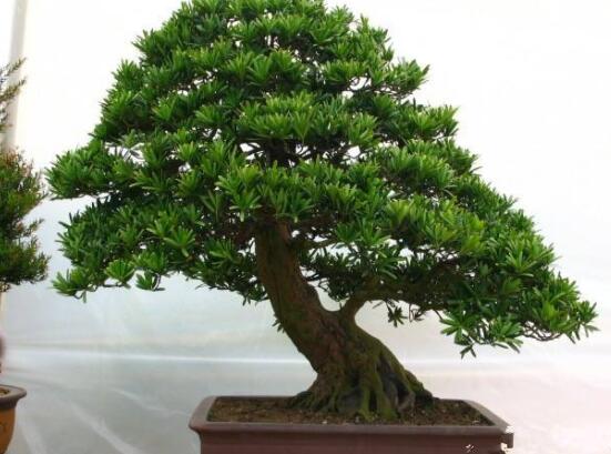 羅漢松什么品種最好，盤點最珍貴且珍稀四種品種