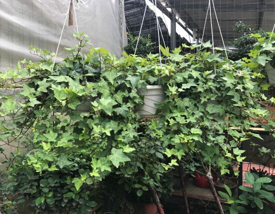 常春藤有什么風(fēng)水作用，常春藤的功效與作用