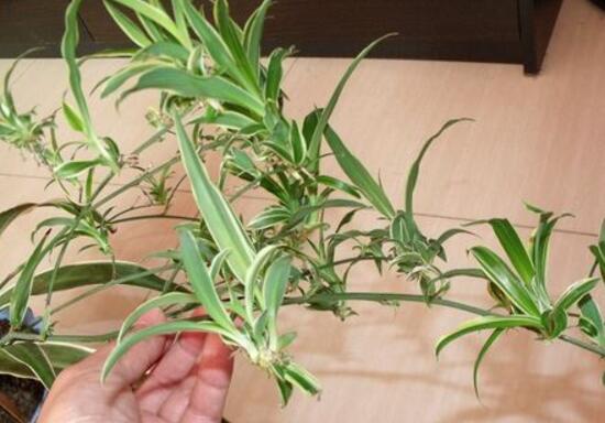 吊蘭怎么繁殖，吊蘭的扦插方法圖解