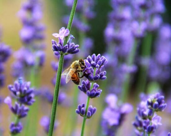 薰衣草的花語是什么，代表著心心相印、愛情的等待