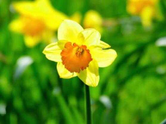 水仙花有幾種顏色，欣賞水仙最好看六種顏色