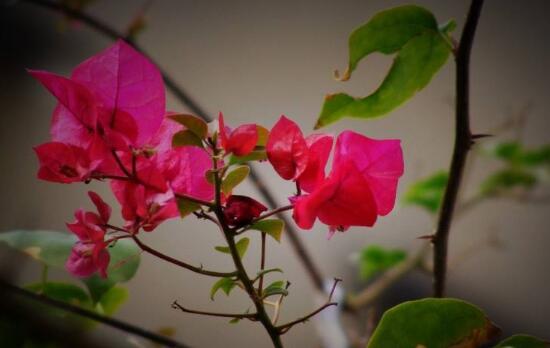 三角梅怎么施肥，三角梅施什么肥好