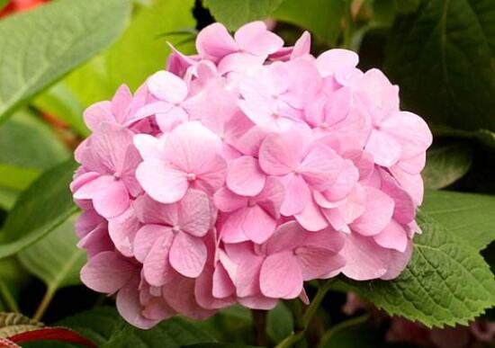 繡球花盆栽養(yǎng)殖方法全解，老農(nóng)教你八大養(yǎng)殖基本方法