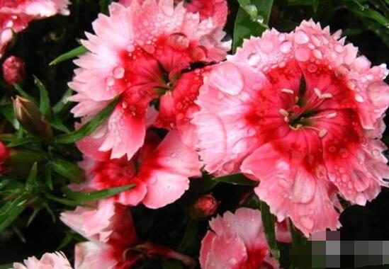 康乃馨種子怎么種植，做好六個(gè)步驟即可快速生根發(fā)芽