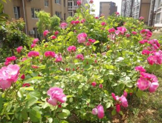 月季為何只長枝條而不開花，四種原因以及解決辦法