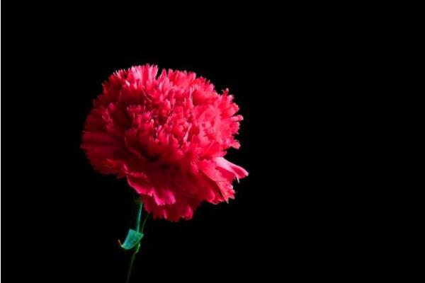 康乃馨花的圖片，不同顏色對應不同花語