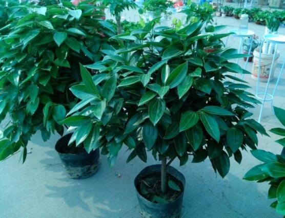 平安樹好養(yǎng)嗎，教你簡單四種養(yǎng)殖方法/闔家幸福、萬事如意