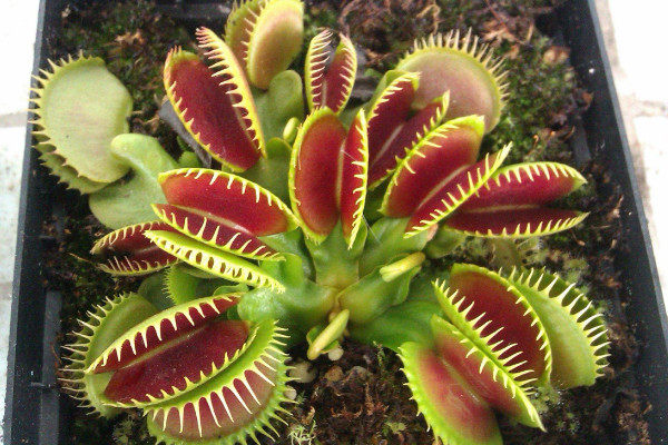 捕蠅草的養(yǎng)殖方法和注意事項(xiàng)，不要人工投喂昆蟲