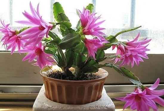 蟹爪蘭一年開幾次花，蟹爪蘭花語是什么