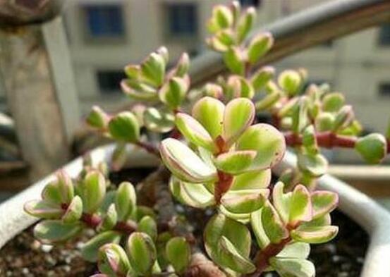 雅樂之舞的扦插技巧，老農(nóng)總結(jié)六個(gè)最簡易基本步驟