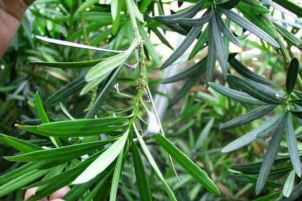 十大羅漢松品種，羅漢松常見品種介紹