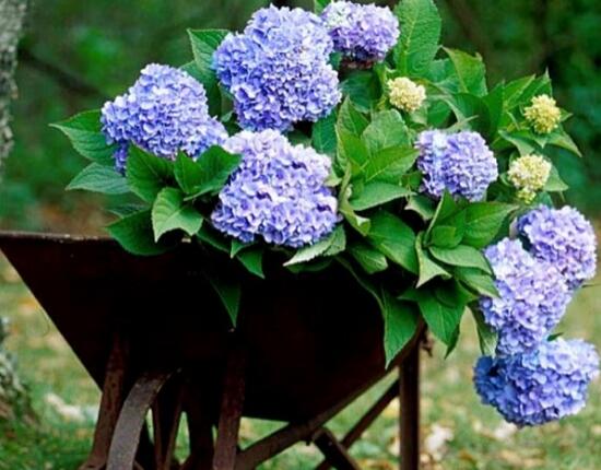 繡球花怎么修剪，繡球花的修剪方法圖解