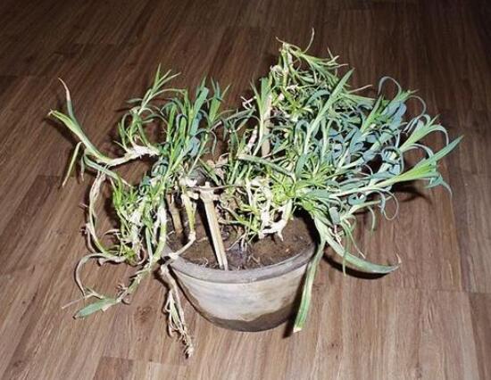 盆栽康乃馨怎么繁殖，康乃馨扦插方法圖解